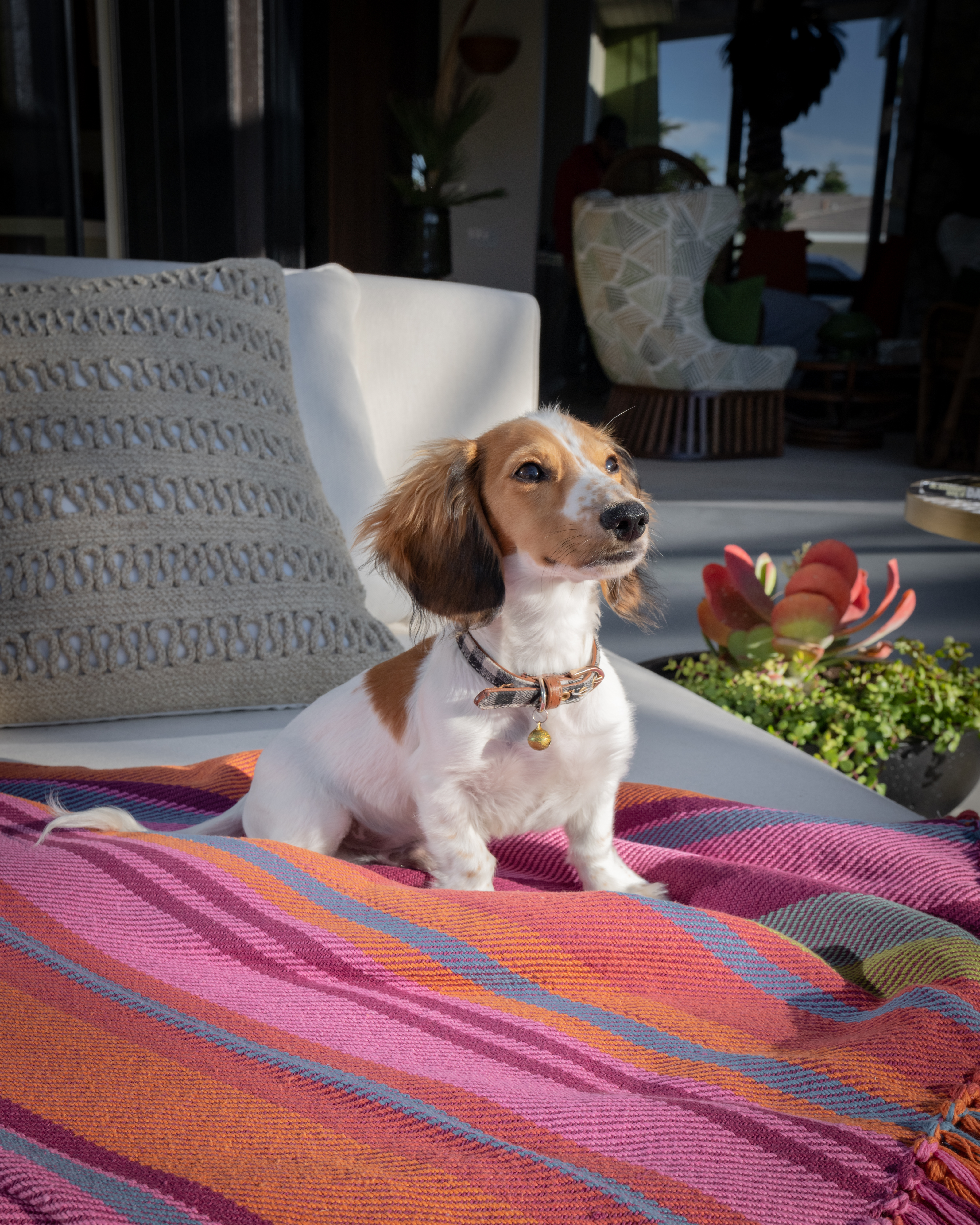 Chris Barrett’s dog, Roger, approves.
